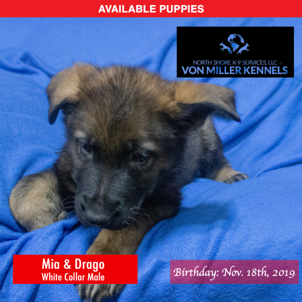 Von-Miller-Kennels_Puppies-German-Shepherds-11-18-2019-litter-white-Male